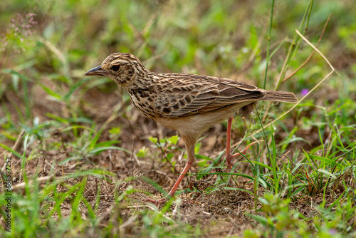 Jerdon's lark or Jerdon's lark is a species of lark in the family Alaudidae found in southern Asia © mylasa
