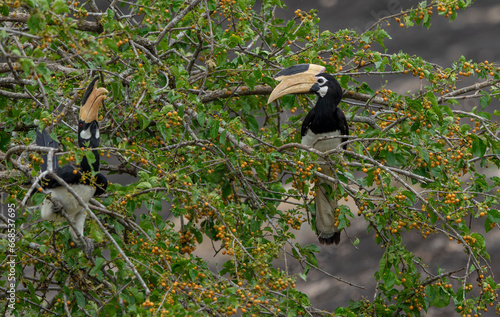 Malabar pied eagles, also known as lesser pied hornbills, are a bird in the hornbill family, a family of tropical near-passerine birds found in the Old World. photo