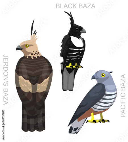 Cute Bird Hawk Baza Set Cartoon Vector