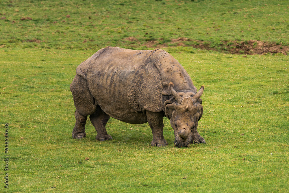 Obraz premium Indian rhinoceros or one-horned rhinoceros eats alone in the meadow.