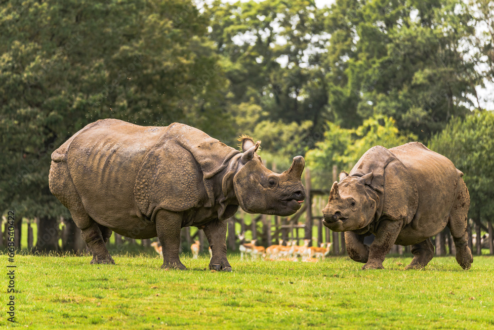 Fototapeta premium Meeting between two Indian rhinos or also called one-horned rhinoceros