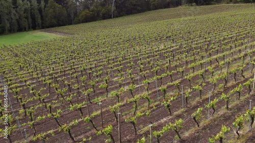 Drone shot flying low level over an Adelaide Hills vineyard , famous for it's cool climate white wines and champagne. photo