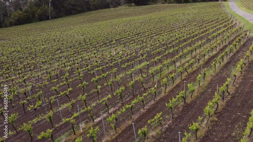 Drone shot flying over an Adelaide Hills vineyard, famous for it's cool climate white wines and champagne. photo