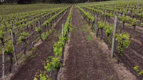 Drone flying along the row of white wine grapes in an Adelaide Hills vineyard. photo