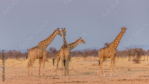 Giraffes in the wild in Namibia