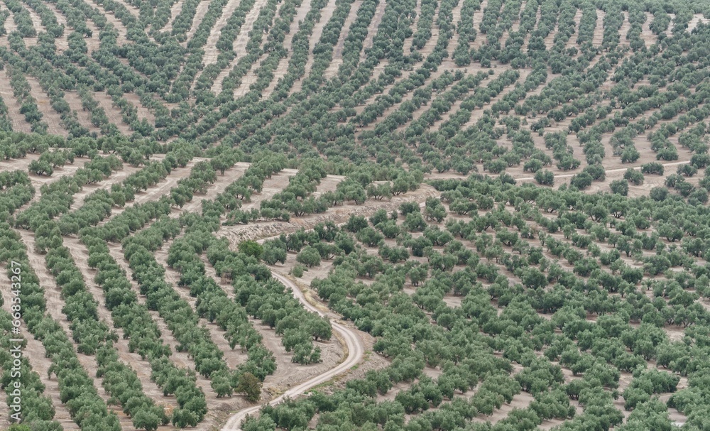 Infinite olive groves in the province of Jaen. Multitude of holm oaks seen from the air