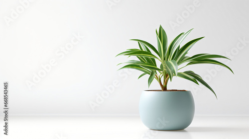 Houseplant potted isolated on white background