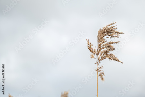 Fototapeta Naklejka Na Ścianę i Meble -  ears of wheat on blue sky background