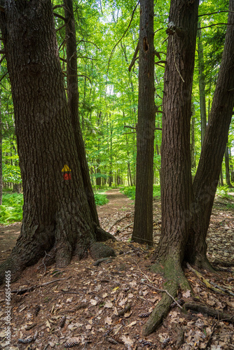 Hiking Trail through the Woods at Jamestown Audubon Center and Sanctuary