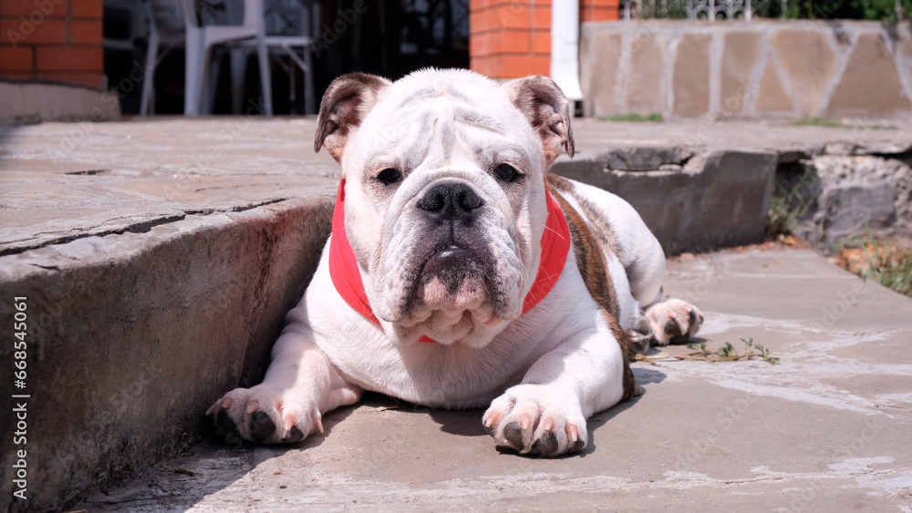 Young english bulldog with red bandage collar resting outside in front of house in yard in summer. Cute dog lies looking at the camera. Pets concept