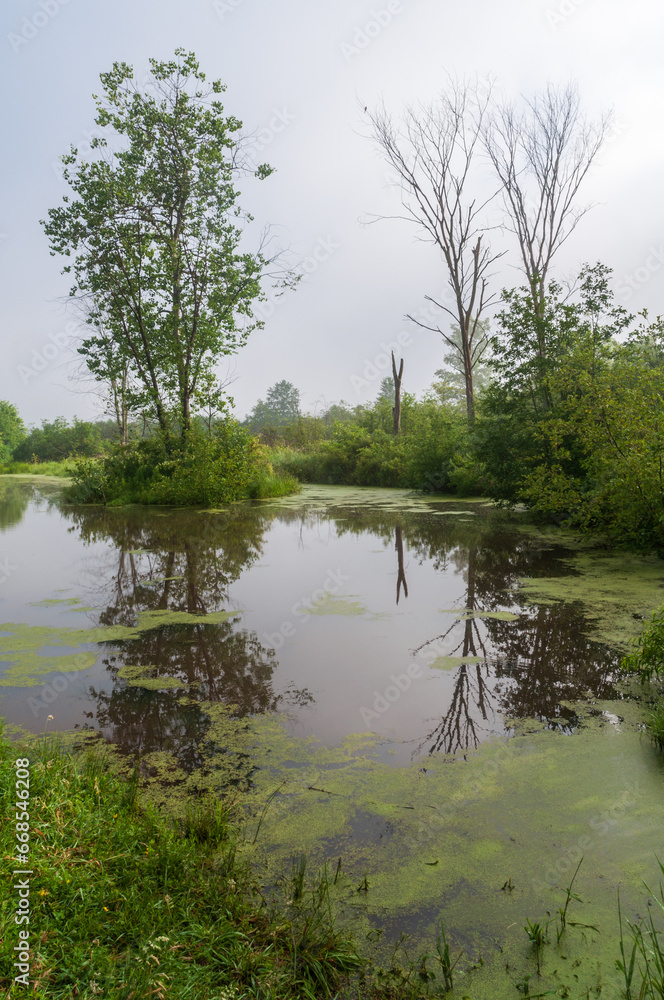 Wetlands at Jamestown Audubon Center and Sanctuary
