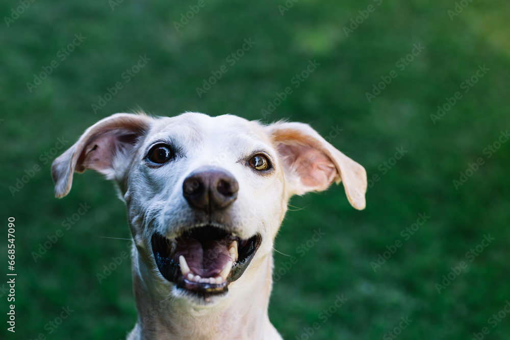 Close-up portrait of Greyhound and Breton Spaniel crossbreed dog looking at camera with funny attitude with green grass background out of focus. Happy dog concept. Copy space Close-up portrait of Greyhound and Breton Spaniel crossbreed dog looking at camera with funny attitude with green grass background out of focus. Happy dog concept. Copy space