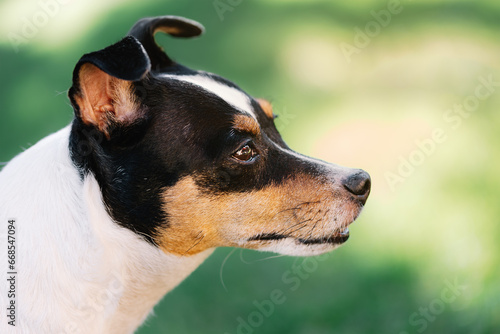 Close-up portrait of female Andalusian Bodeguero Buzzard dog in profile in a garden, with green grass background out of focus and natural light. Copy space