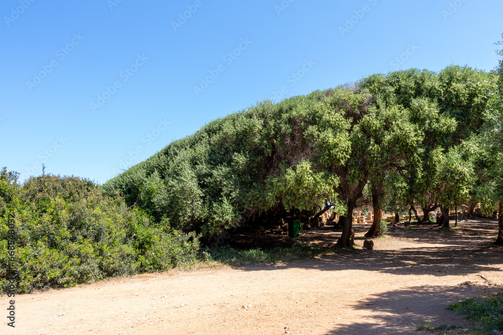 Beautiful scene in the ruins of the Roman Archeological Park of Tipaza ( Tipasa ), Algeria. Green olive trees, perfect blue sky. Beautiful scene in the ruins of the Roman Archeological Park of Tipaza ( Tipasa ), Algeria. Green olive trees, perfect blue sky.