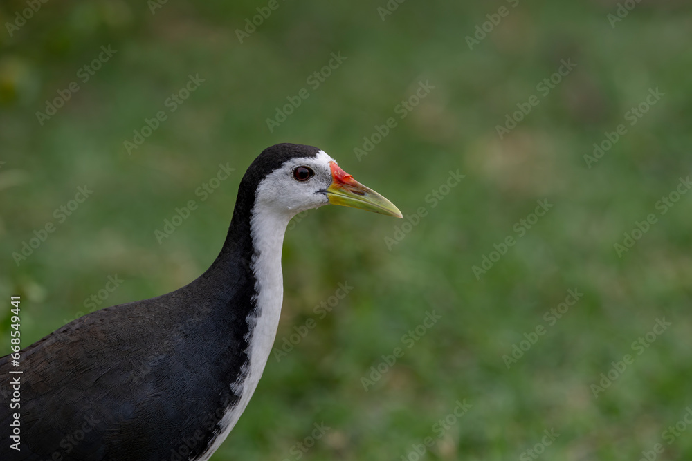 The pheasant-tailed jacana is a bird species from the jacana family found in Asia. Jacanas are a group of plovers that live in shallow lakes and can walk through lake vegetation with their large feet. The pheasant-tailed jacana is a bird species from the jacana family found in Asia. Jacanas are a group of plovers that live in shallow lakes and can walk through lake vegetation with their large feet.