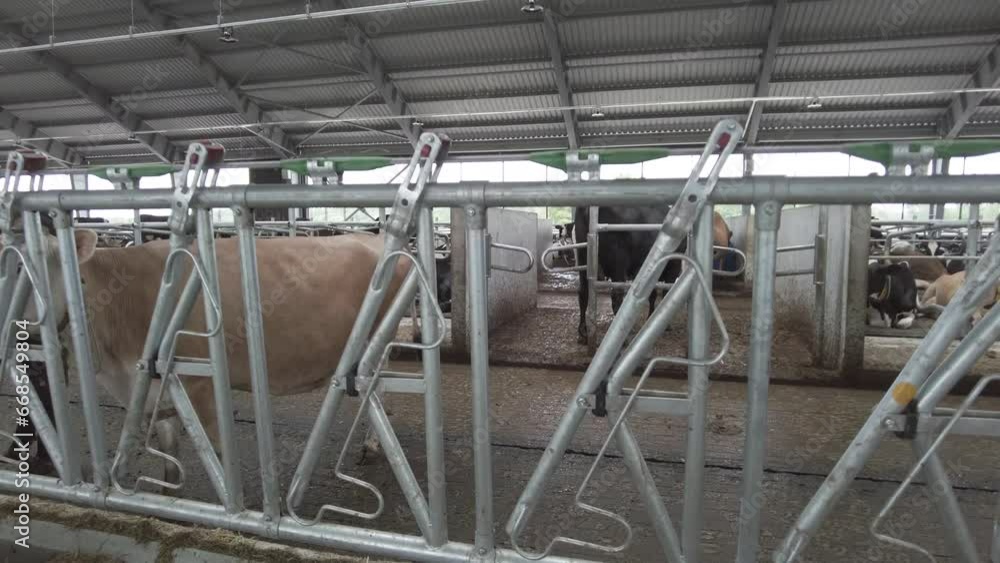 Cows on a modern automatic diary farm with robots. Cow milking system Cows on a modern automatic diary farm with robots. Cow milking system