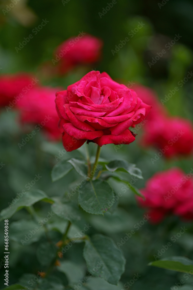 Pink rose flower with green leaves on a blurry dark background. Beautiful blooming of a bright pink rose in a summer garden on a sunny day. High quality photo Pink rose flower with green leaves on a blurry dark background. Beautiful blooming of a bright pink rose in a summer garden on a sunny day. High quality photo