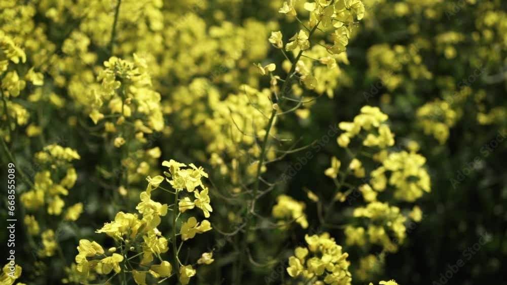 Canola Field Blooming. Yellow Flowers On The Field. Rapeseed Field Canola Field Blooming. Yellow Flowers On The Field. Rapeseed Field