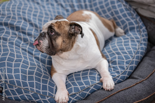 Fototapeta Naklejka Na Ścianę i Meble -  Funny face of a english bulldog showing the tong