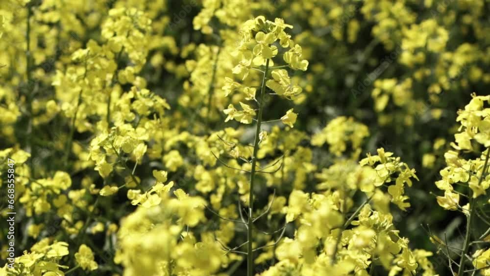 Canola Field Blooming. Yellow Flowers On The Field. Rapeseed Field Canola Field Blooming. Yellow Flowers On The Field. Rapeseed Field