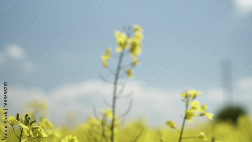 Canola Field Blooming. Yellow Flowers On The Field. Rapeseed Field Canola Field Blooming. Yellow Flowers On The Field. Rapeseed Field