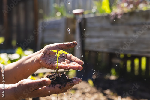 Close up of hands of senior biracial woman holding seedling in sunny garden, copy space photo
