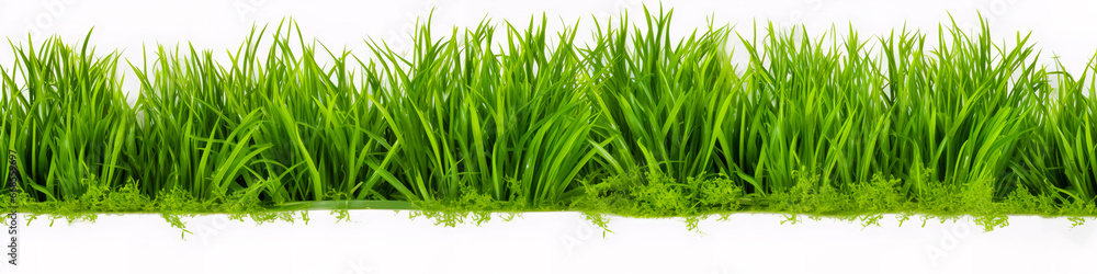 Obraz premium A piece of green lawn on a white background.