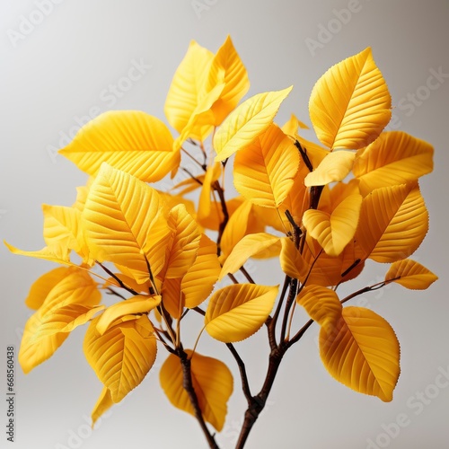 Bunch Yellow Leaves ,Hd, On White Background