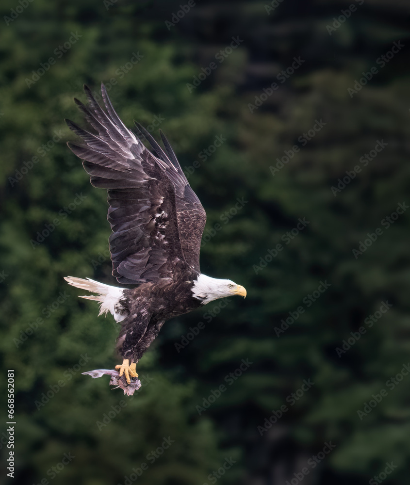 Bald Eagle (Haliaeetus leucocephalus) in flight with a fish in its talons. Vertical format.