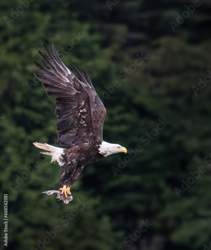 Bald Eagle (Haliaeetus leucocephalus) in flight with a fish in its talons. Vertical format.