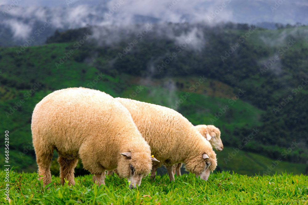 Fototapeta premium flock of sheep grazing green grass background landscape is mountains and mist.