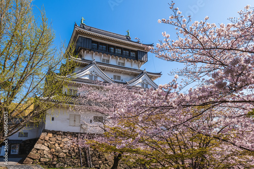 Main keep of Kokura Castle with Cherry blossom in Kitakyushu, Fukuoka, Japan