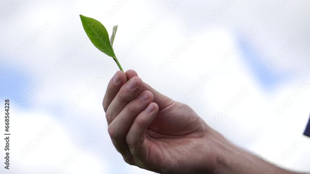 A magnificent green tea plant set against a clear blue sky. A magnificent green tea plant set against a clear blue sky.