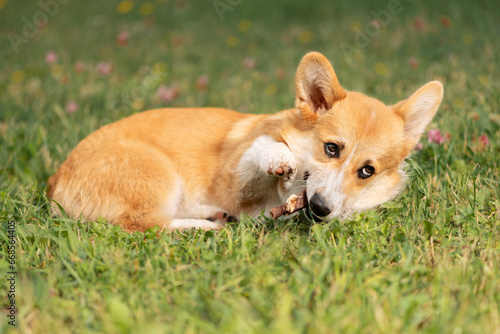 Dog with edible stick in mouth lying on lawn. Playful Welsh Corgi raising front paw © Ирина Орлова
