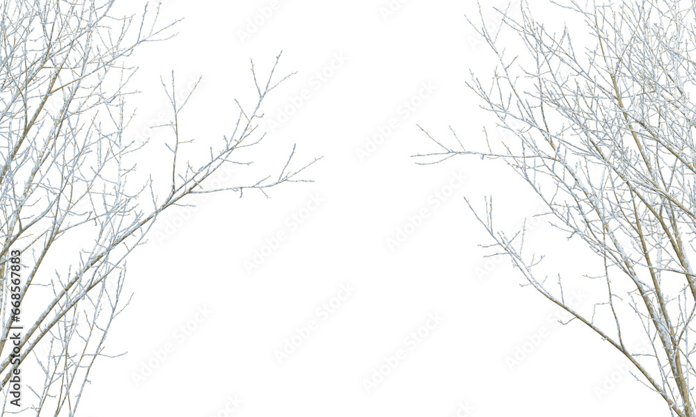 snow covered branches snow covered branches
