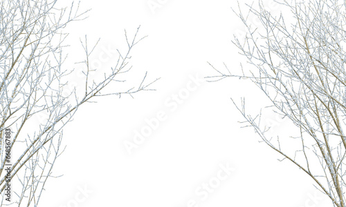snow covered branches © Hanh