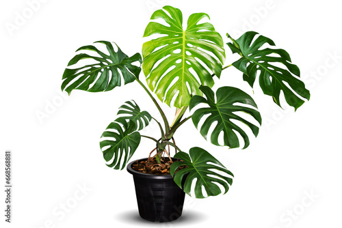 Green monstera plant in black pot on white background with clipping path
