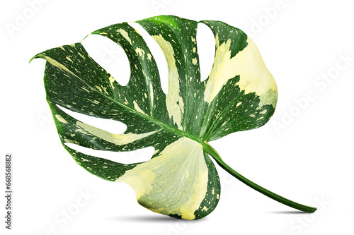 Variegated monstera leaf, Thai constellation, on white background with clipping path