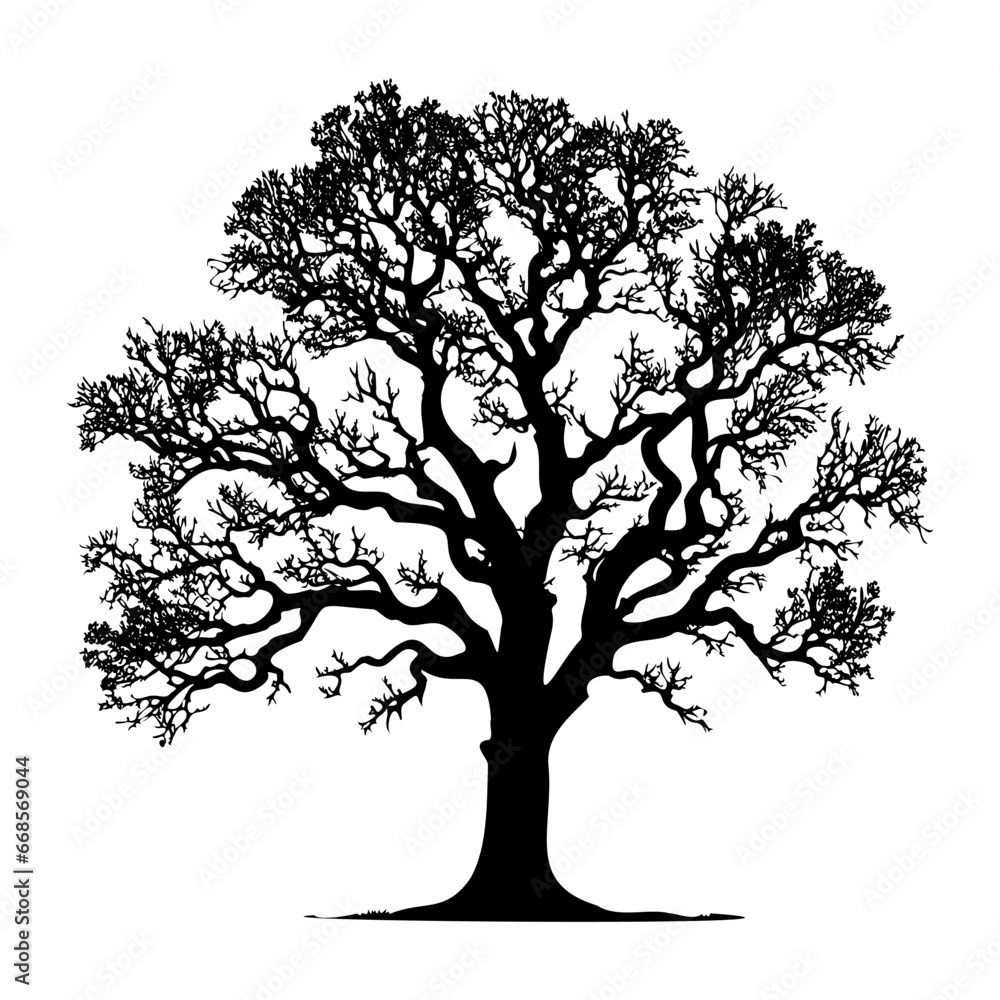 Fototapeta premium Oak bare tree silhouette. Vector illustration