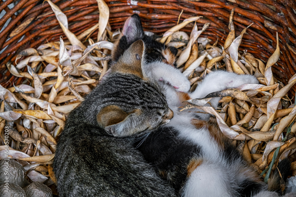 two small striped domestic kittens in the wicker basket with dried bean pods two small striped domestic kittens in the wicker basket with dried bean pods