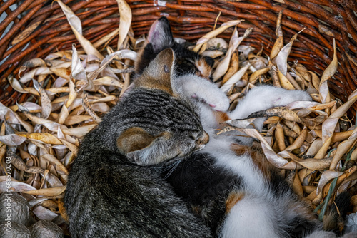 two small striped domestic kittens in the wicker basket with dried bean pods