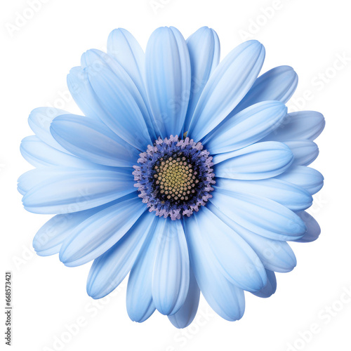 Blue daisy blossom isolated on transparent background,transparency  © SaraY Studio 