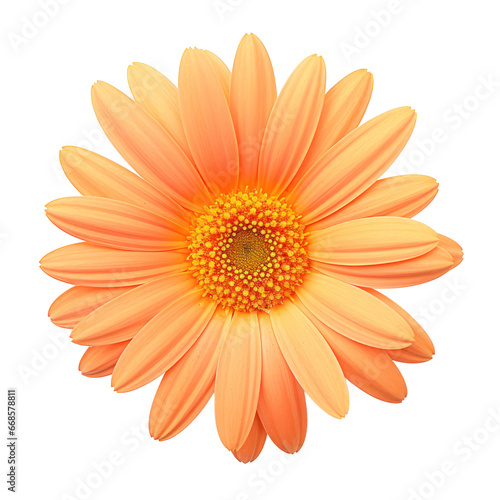 Orange daisy blossom isolated on transparent background,transparency 