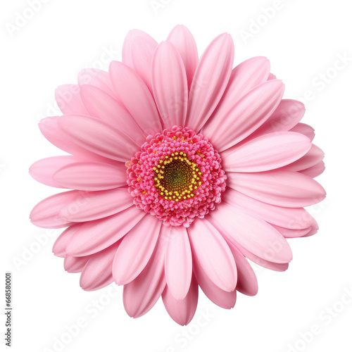 Pink daisy blossom isolated on transparent background transparency 