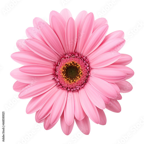 Pink daisy blossom isolated on transparent background transparency 