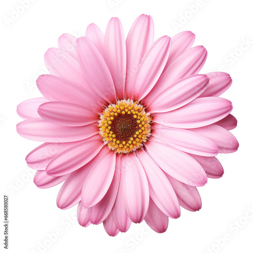 Pink daisy blossom isolated on transparent background transparency 