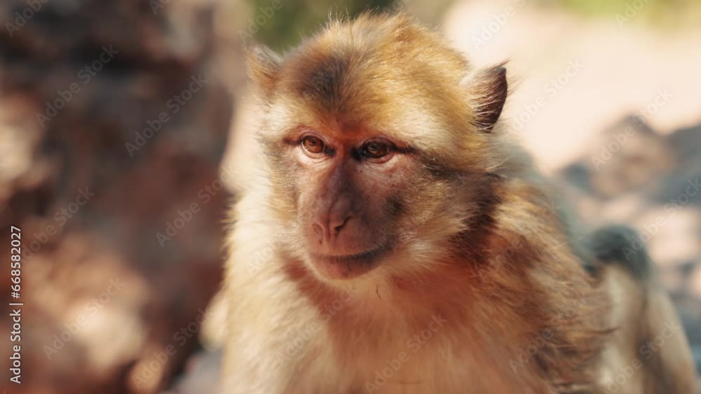 Detail of a monkey sitting and scratching itself in the shade in Ozoud, Morocco. Detail of a monkey sitting and scratching itself in the shade in Ozoud, Morocco.