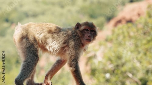 Monkey standing on all four and looking at the camera in Ozoud, Morocco. photo