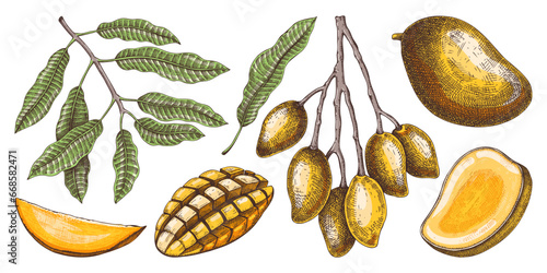 Ripe mango sketches set. Tropical fruit hand drawn vector illustration. Exotic plant with fruit, leaves, branches in color. Engraved design elements. Botanical drawing for label, juice packaging
