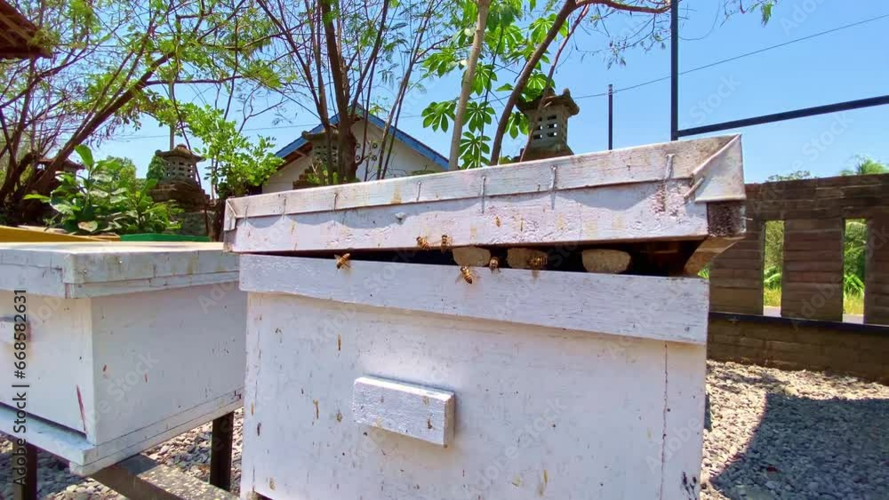 Sliding shot of bees cooling the beehive on a hot day with their wings. Sliding shot of bees cooling the beehive on a hot day with their wings.